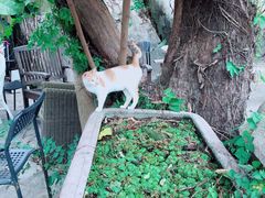 -厦门园林植物园-植物园滴水山房