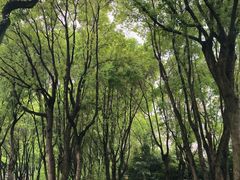 -重庆市江北嘴中央商务区中央公园