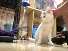 -瑞鹏宠物医院·骨科·猫科·内科(第一中心)