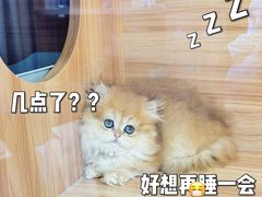 -猫十亿·布偶金渐层·曼基康矮脚猫舍(青年路店)