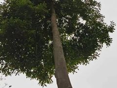 -云溪植物园
