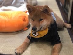 -逗柴咖啡屋·狗咖猫咖宠物桌游