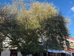 -古树酸奶(八廓南街店)