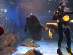 -烟台海昌鲸鲨海洋公园