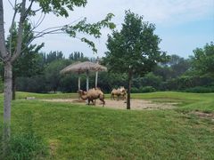 -北京野生动物园