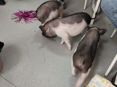 -我爱猫咪·猫咖·狗咖·安哥拉兔·羊驼咖(小寨华旗店)
