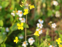 -光明小镇欢乐田园