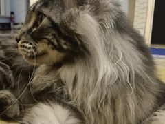 -猫大福·Fortune Cat猫舍(百子湾店)