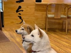 -柴务处·柴犬主题狗咖