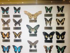 -上海昆虫博物馆