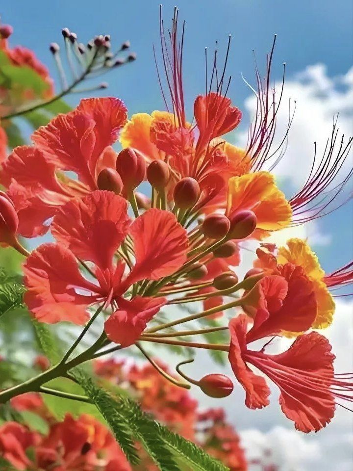 凤凰花,寓意:吉祥与繁荣/重生与希望