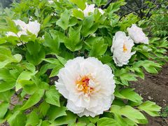-莲花池公园