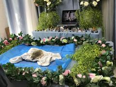 -彩虹桥宠物火化殡葬善终服务(金乐大厦店)