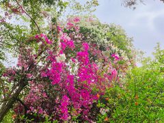 -深圳国际园林花卉博览园