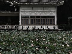-荔湾湖公园