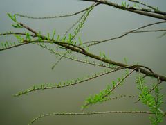 -东莞植物园