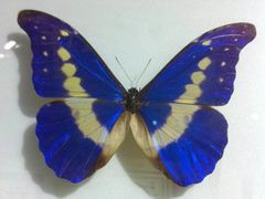 -上海昆虫博物馆