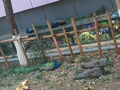 -昆明动物园