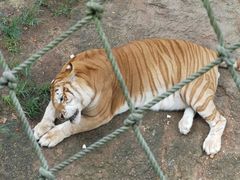 -西霞口神雕山野生动物世界