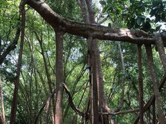 -中国科学院西双版纳热带植物园
