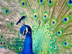 -瑞丽独树成林风景区