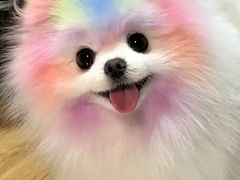 -猫十亿·布偶金渐层·曼基康矮脚猫舍(青年路店)