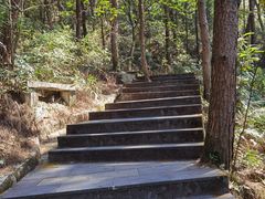 -铁山坪森林公园