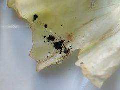 -意大利农场度假村