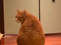 -萌兽医馆·宠物医院·猫骨科(创景店)