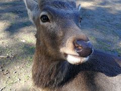 -心斋桥哈顿酒店