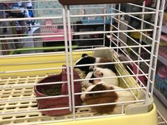 -钓仓鼠(洋桥北里小区店)