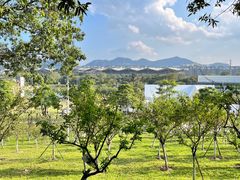 -紫马岭公园