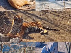 -石家庄市动物园