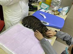 -艾贝尔宠物诊疗