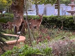 -不觉晓CAMPING(上海迪士尼营地店)