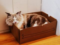 -李小姐の猫咖啡馆(五角场店)