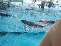 -帝企鹅自助餐厅•儿童岛•真企鹅(长隆企鹅酒店)