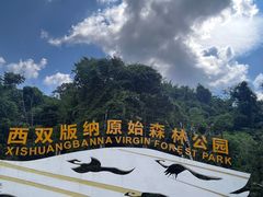 -西双版纳原始森林公园
