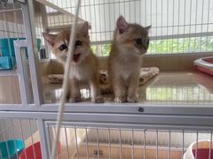 -Bastet sally猫舍购宠(静安店)