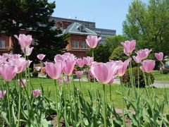 -北海道厅旧本厅舍(旧本庁舎)