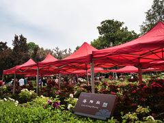 -神州牡丹园
