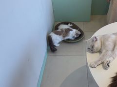 -怪兽屋·羊驼·猫咖·狗咖(俊华广场店)