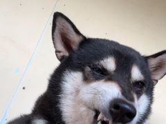 -柴犬高等学院·狗咖·柴犬售卖·宠物训练