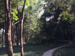 -神仙树公园
