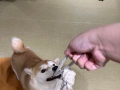 -逗柴咖啡屋·狗咖猫咖宠物桌游