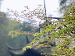 -云栖竹径