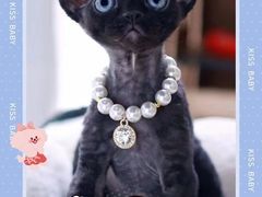 -十年猫舍·猫咪专门店(普陀店)