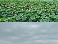 -白渔泡湿地公园