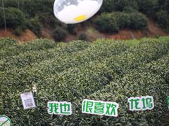 -龙坞茶村