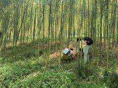 -黄海国家森林公园